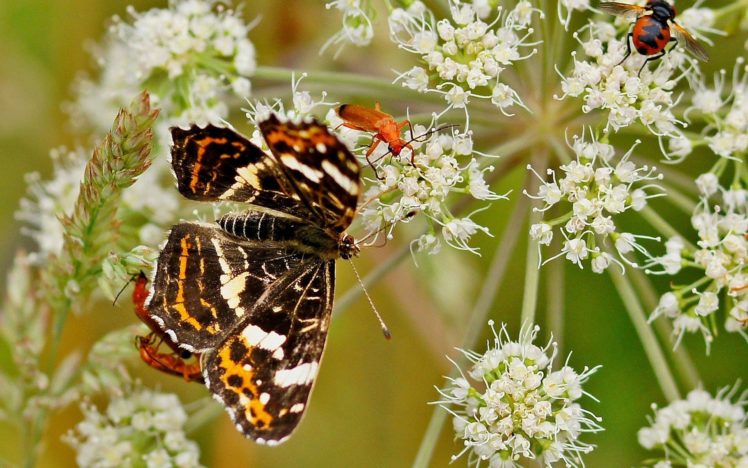 nature, Flowers, Animals, Insects, Butterflies HD Wallpaper Desktop Background