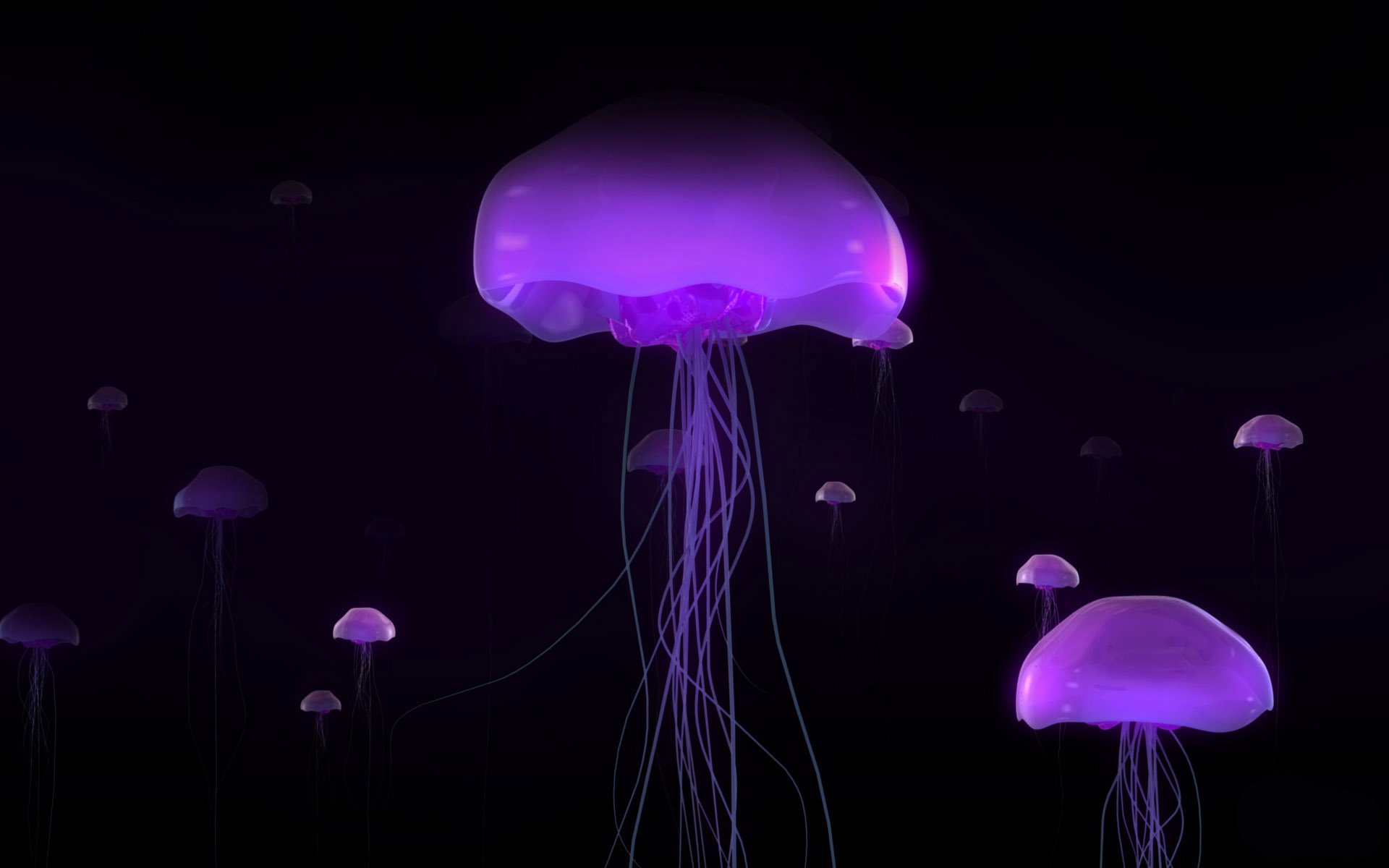jellyfish Wallpaper