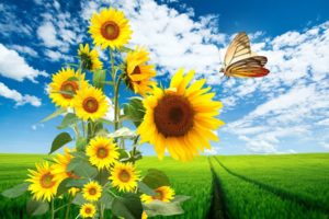 landscapes, Nature, Flowers, Skyscapes, Sunflowers, Butterfly, Wings