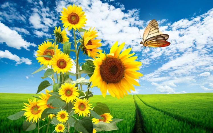 landscapes, Nature, Flowers, Skyscapes, Sunflowers, Butterfly, Wings HD Wallpaper Desktop Background