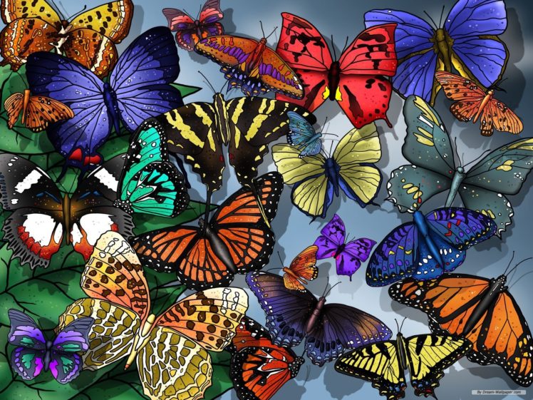 butterfly HD Wallpaper Desktop Background