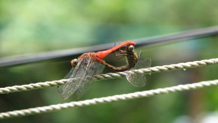 dragonfly, Insects HD Wallpaper Desktop Background