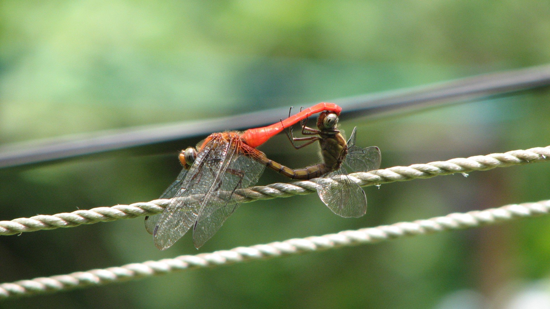 dragonfly, Insects Wallpaper