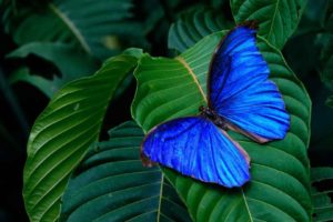 blue, Morpho, Lepidoptera, Butterflies