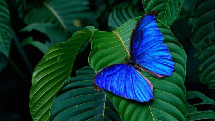 blue, Morpho, Lepidoptera, Butterflies HD Wallpaper Desktop Background