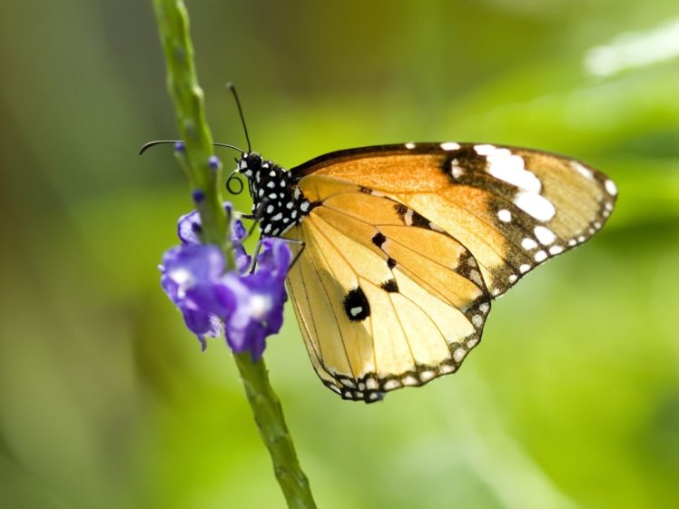 nature, Multicolor, Insects, Grass, Butterflies HD Wallpaper Desktop Background