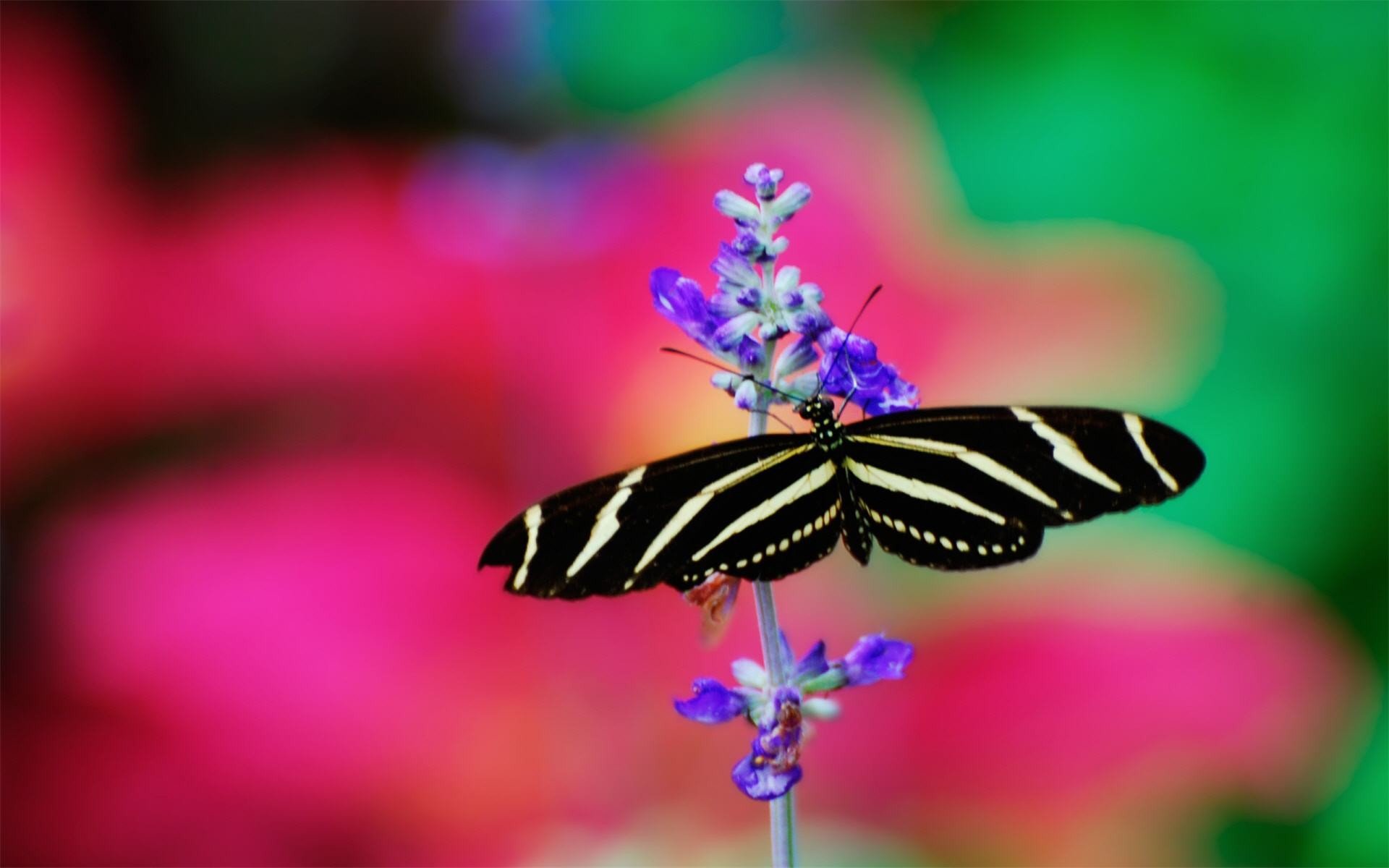 flowers, Insects, Butterflies Wallpaper