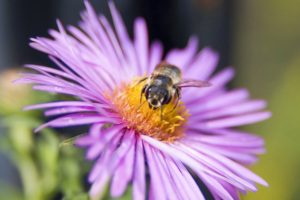 insects, Bees, Purple, Flowers