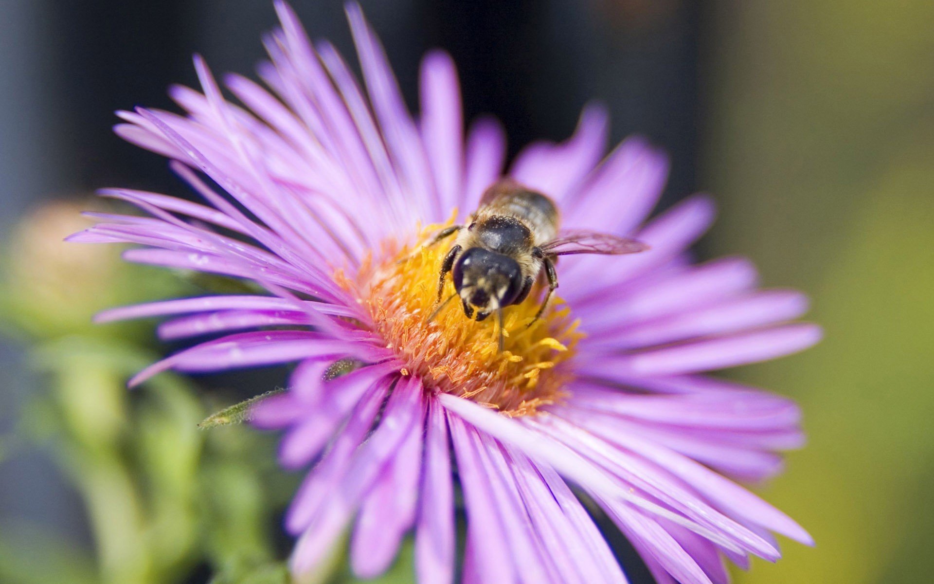 insects, Bees, Purple, Flowers Wallpaper