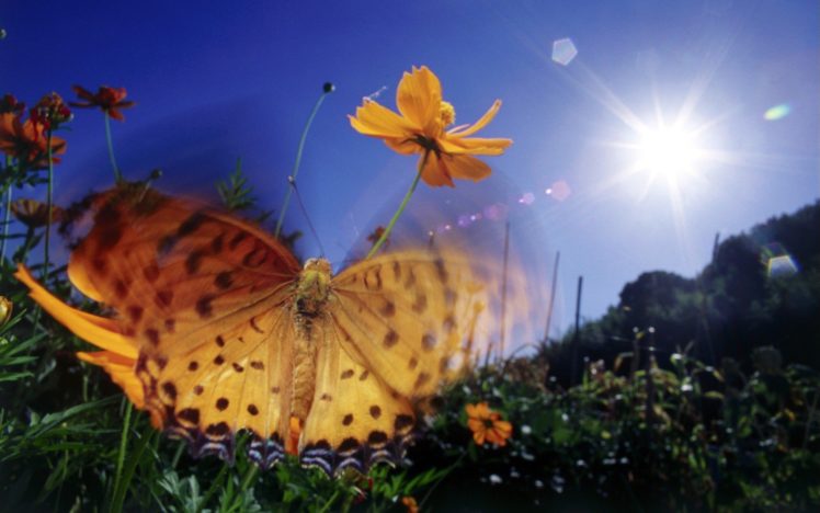 nature, Sun, Insects, Butterflies HD Wallpaper Desktop Background