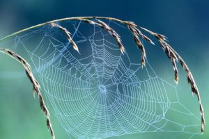 nature, Spider, Webs