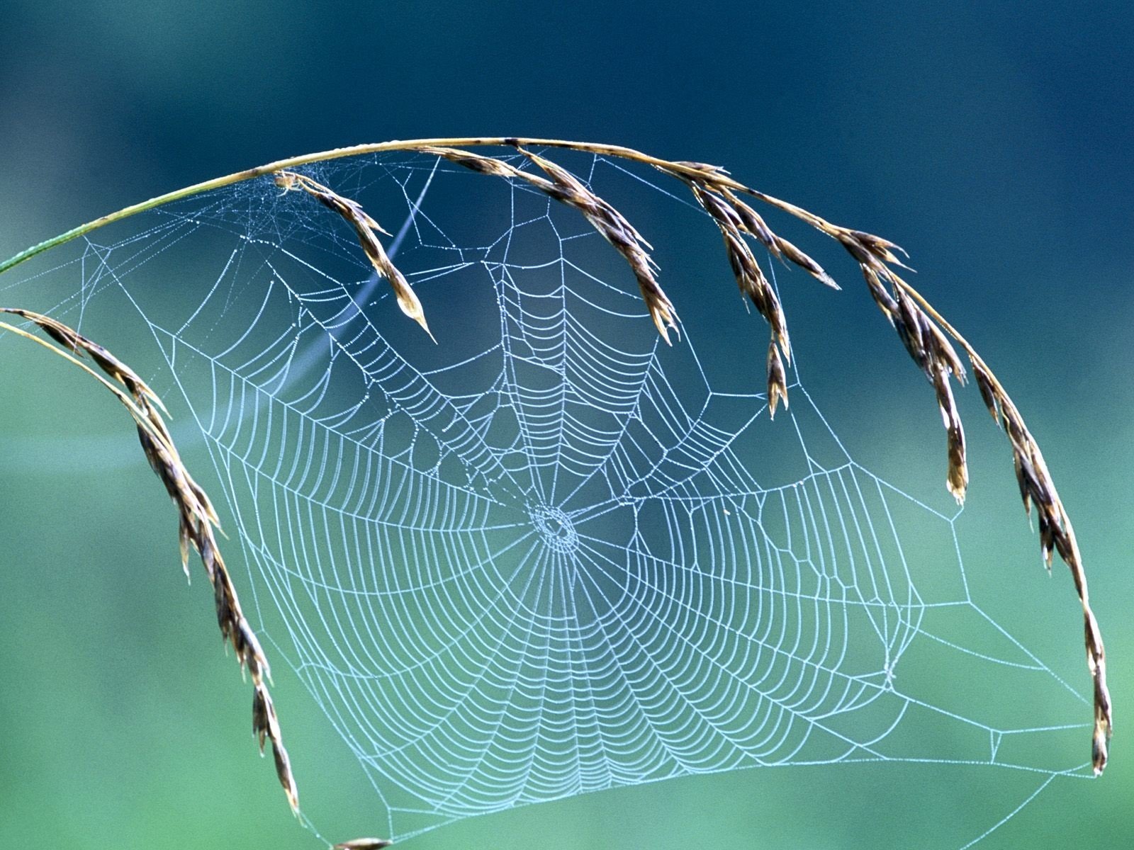 nature-spider-webs