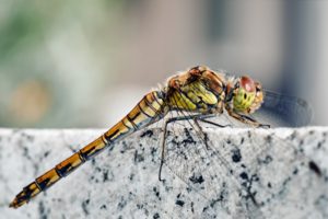 nature, Dragonfly, Macro