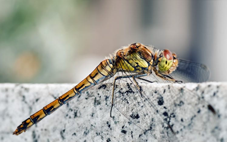 nature, Dragonfly, Macro HD Wallpaper Desktop Background