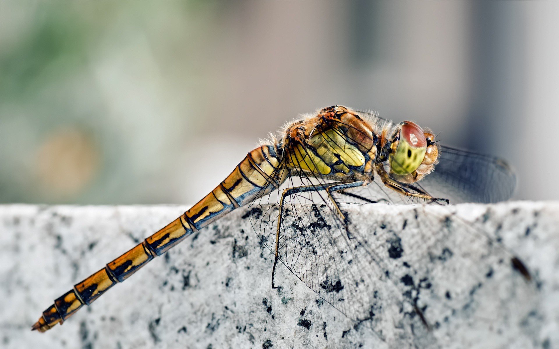 nature, Dragonfly, Macro Wallpaper