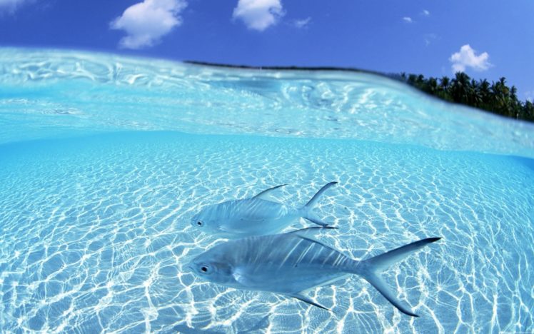 water, Fish, Split view HD Wallpaper Desktop Background