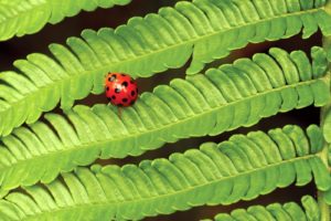 nature, Insects, Leaves, Ferns, Ladybirds