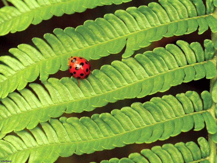 nature, Insects, Leaves, Ferns, Ladybirds HD Wallpaper Desktop Background
