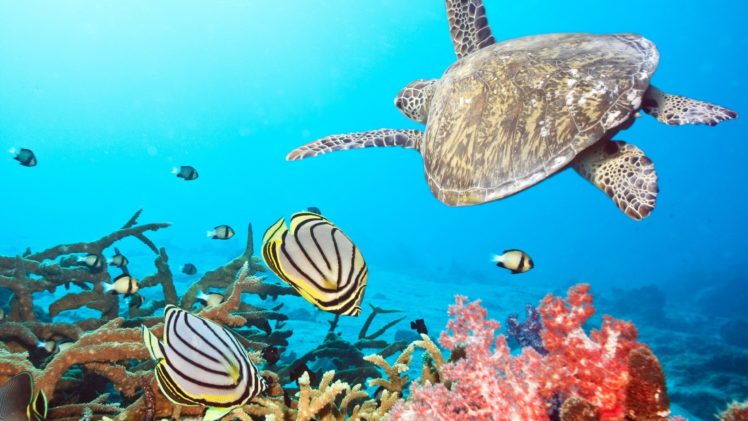 water, Animals, Fish, Coral, Sealife, Angel, Fish HD Wallpaper Desktop Background