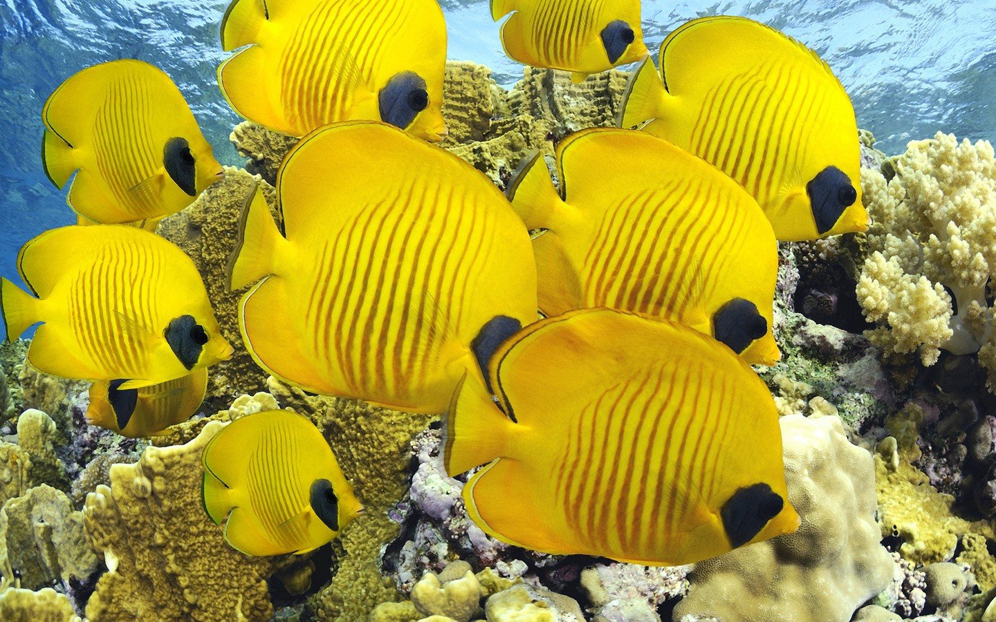 yellow, Fish Wallpaper