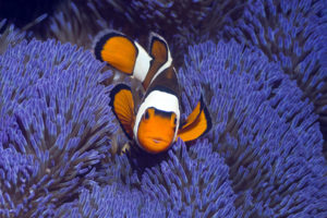 clownfish, Underwater, Ocean