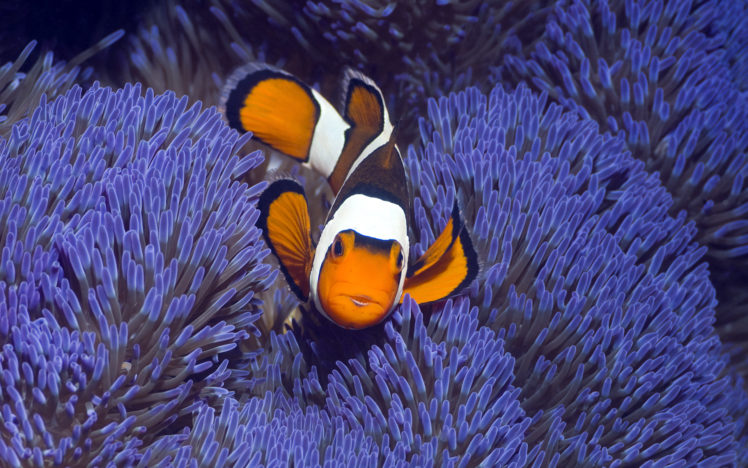 clownfish, Underwater, Ocean HD Wallpaper Desktop Background