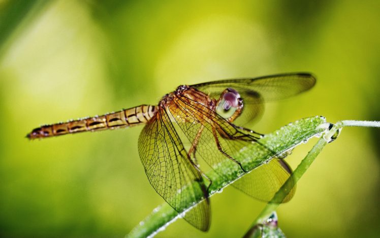 animal, Nature, Green, Dragonfly, Hd, 4k, Wallpaper HD Wallpaper Desktop Background