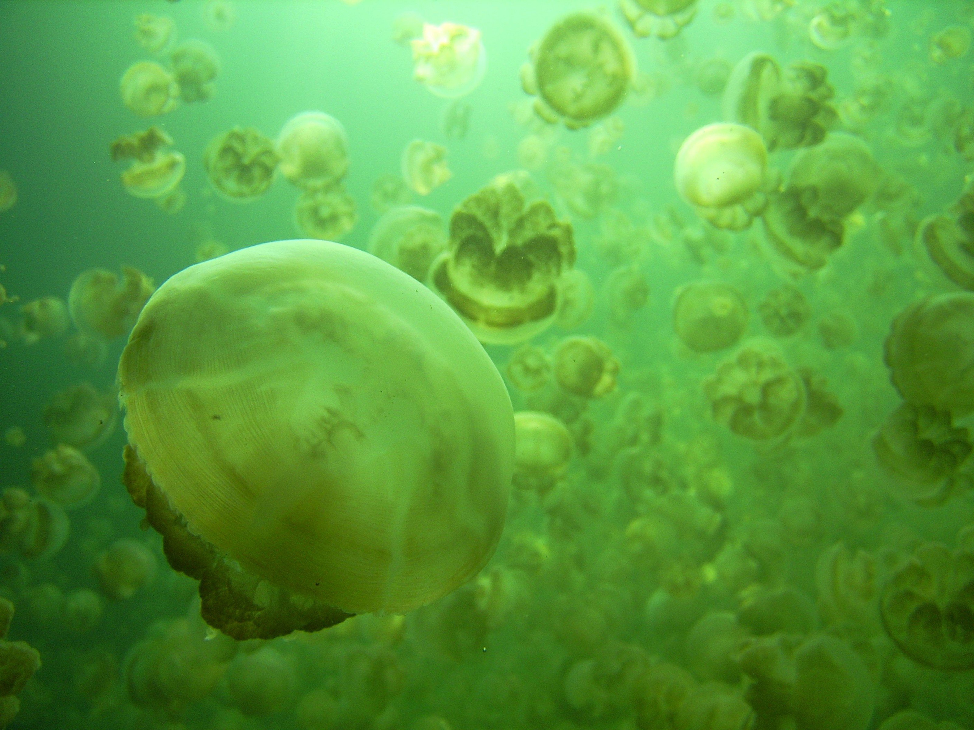 green, Nature, Jellyfish Wallpaper
