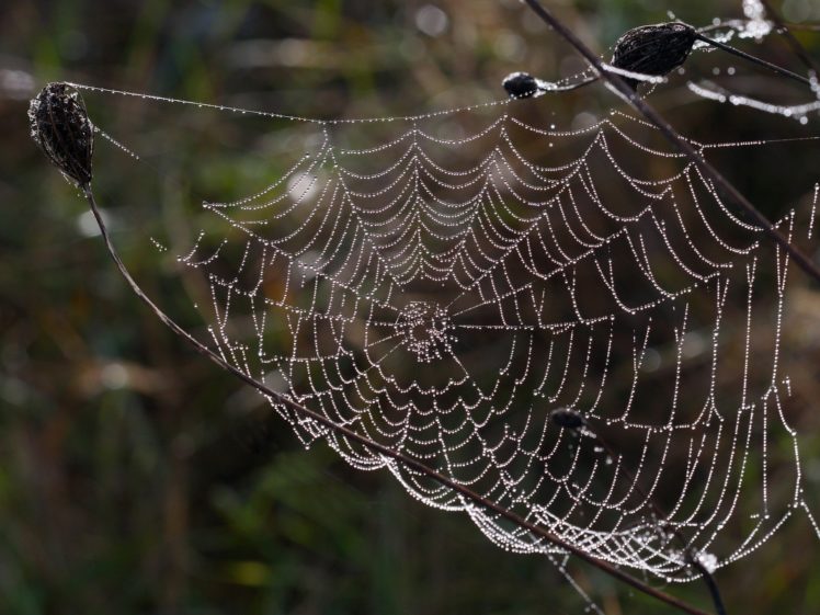 nature, Spider, Webs HD Wallpaper Desktop Background