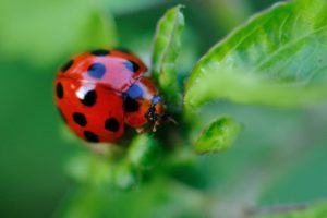 insects, Ladybirds