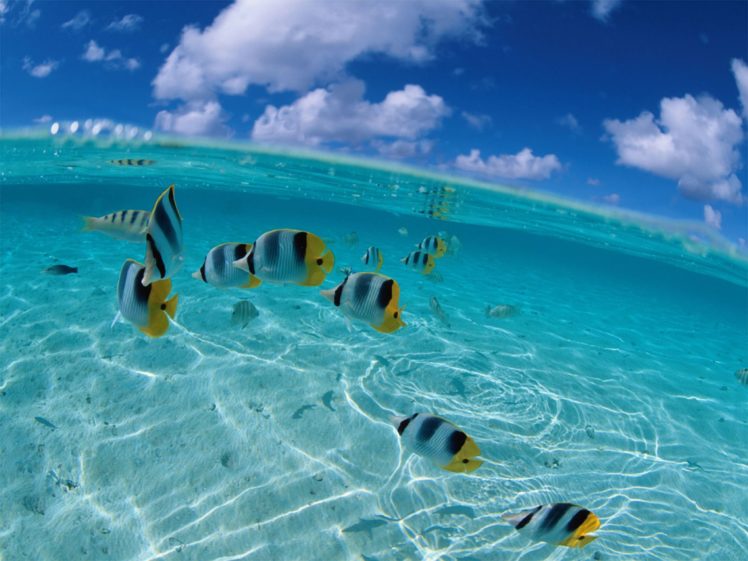 water, Underwater, Split view HD Wallpaper Desktop Background