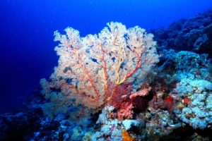 coral, Underwater, Fans, Sea