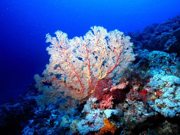 coral, Underwater, Fans, Sea HD Wallpaper Desktop Background
