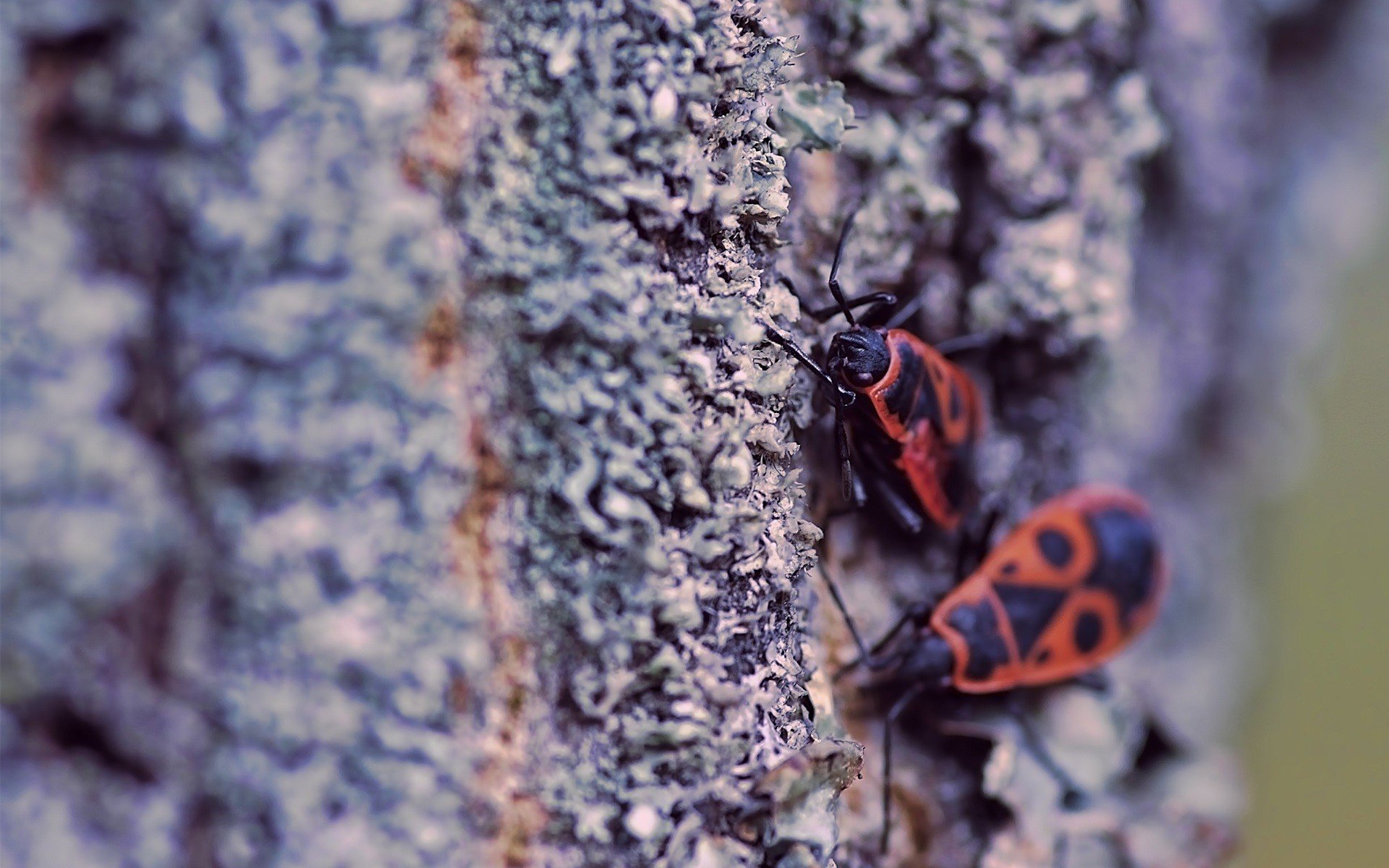 close up, Nature, Bugs Wallpaper