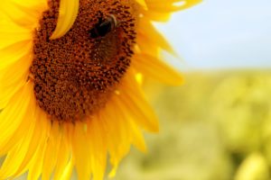flowers, Insects, Bees, Pollen, Sunflowers, Yellow, Flowers