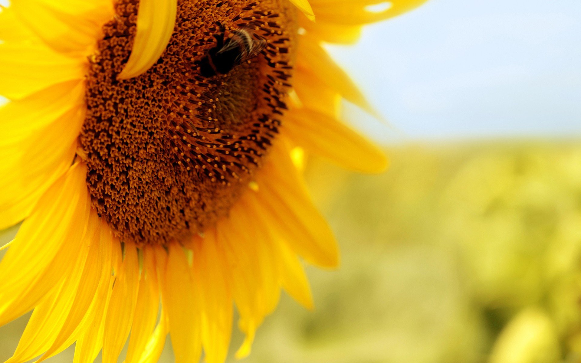 flowers, Insects, Bees, Pollen, Sunflowers, Yellow, Flowers Wallpaper