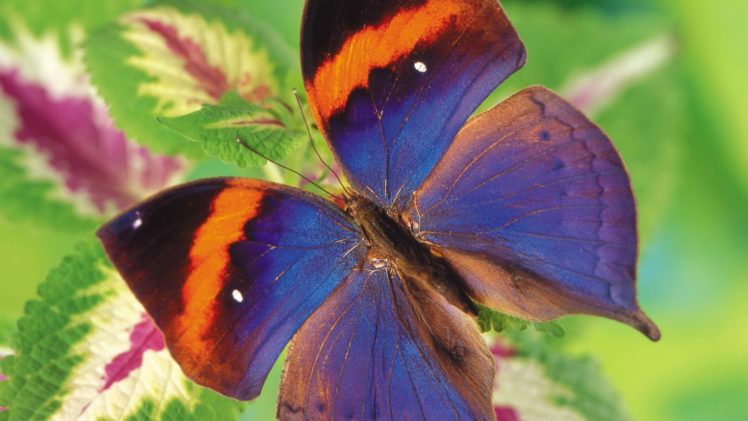insects, Butterflies HD Wallpaper Desktop Background
