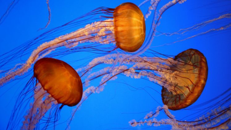 animals, Jellyfish HD Wallpaper Desktop Background