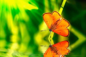 green, Water, Nature, Orange, Insects, Wildlife, Reflections, Blurred, Background, Butterflies
