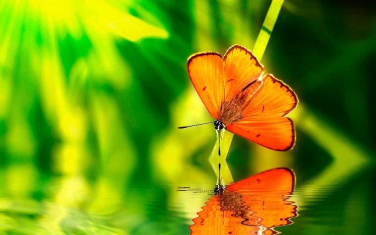 green, Water, Nature, Orange, Insects, Wildlife, Reflections, Blurred, Background, Butterflies HD Wallpaper Desktop Background