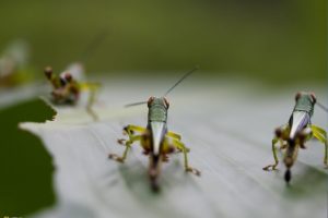insects, National, Geographic