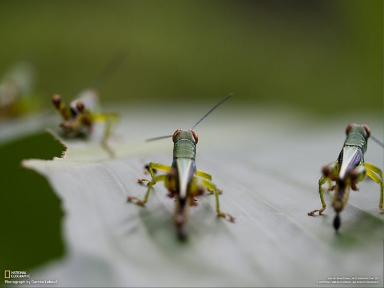 insects, National, Geographic HD Wallpaper Desktop Background