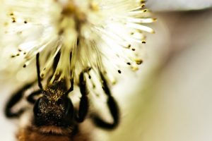 close up, Nature, Bees
