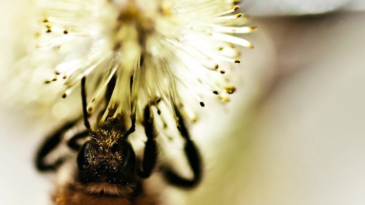 close up, Nature, Bees HD Wallpaper Desktop Background