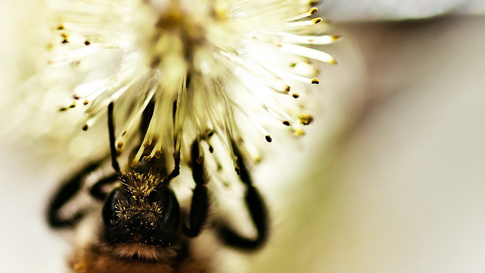 close up, Nature, Bees Wallpaper