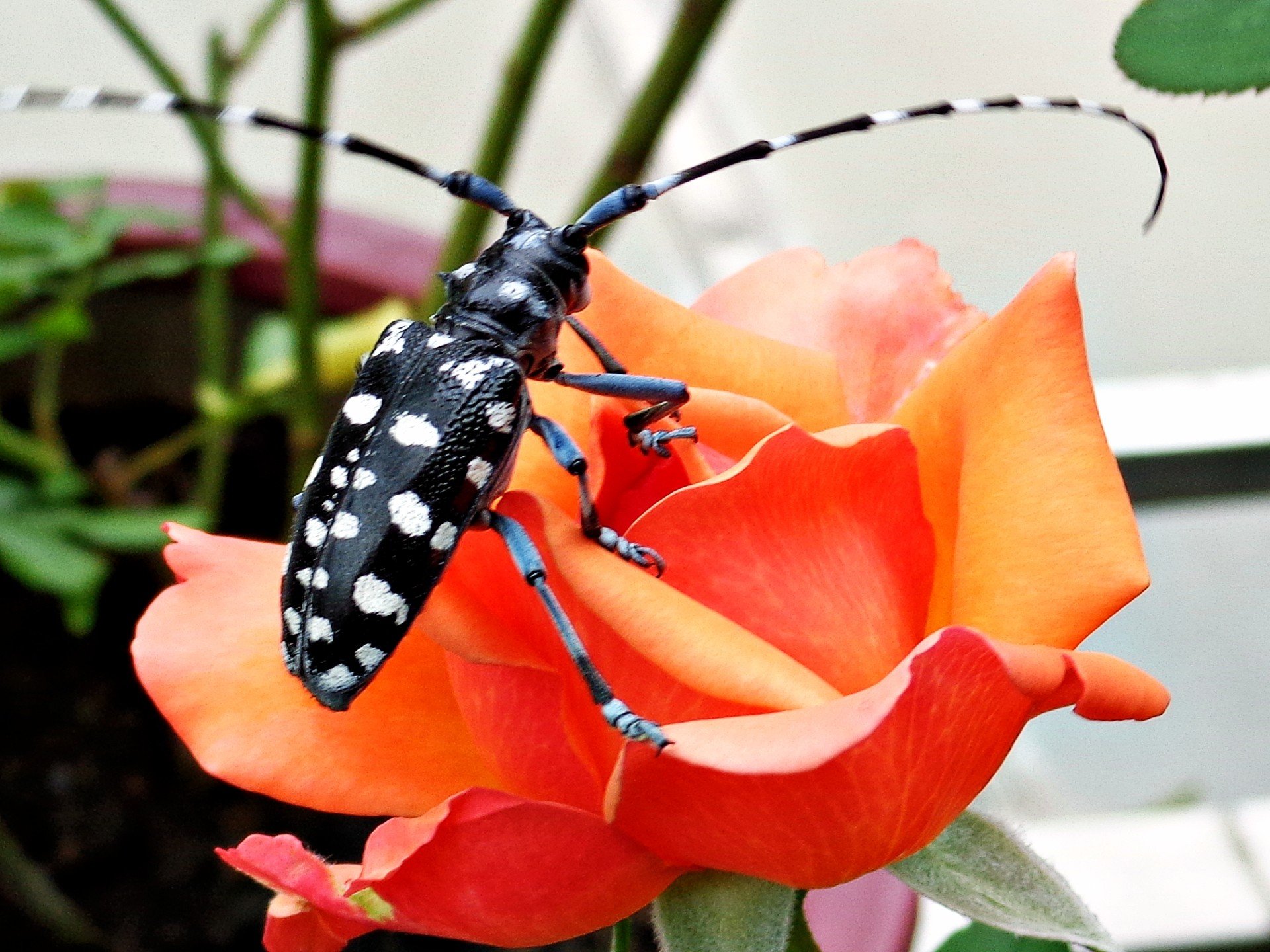 nature, Flowers, Insects, Bug Wallpaper
