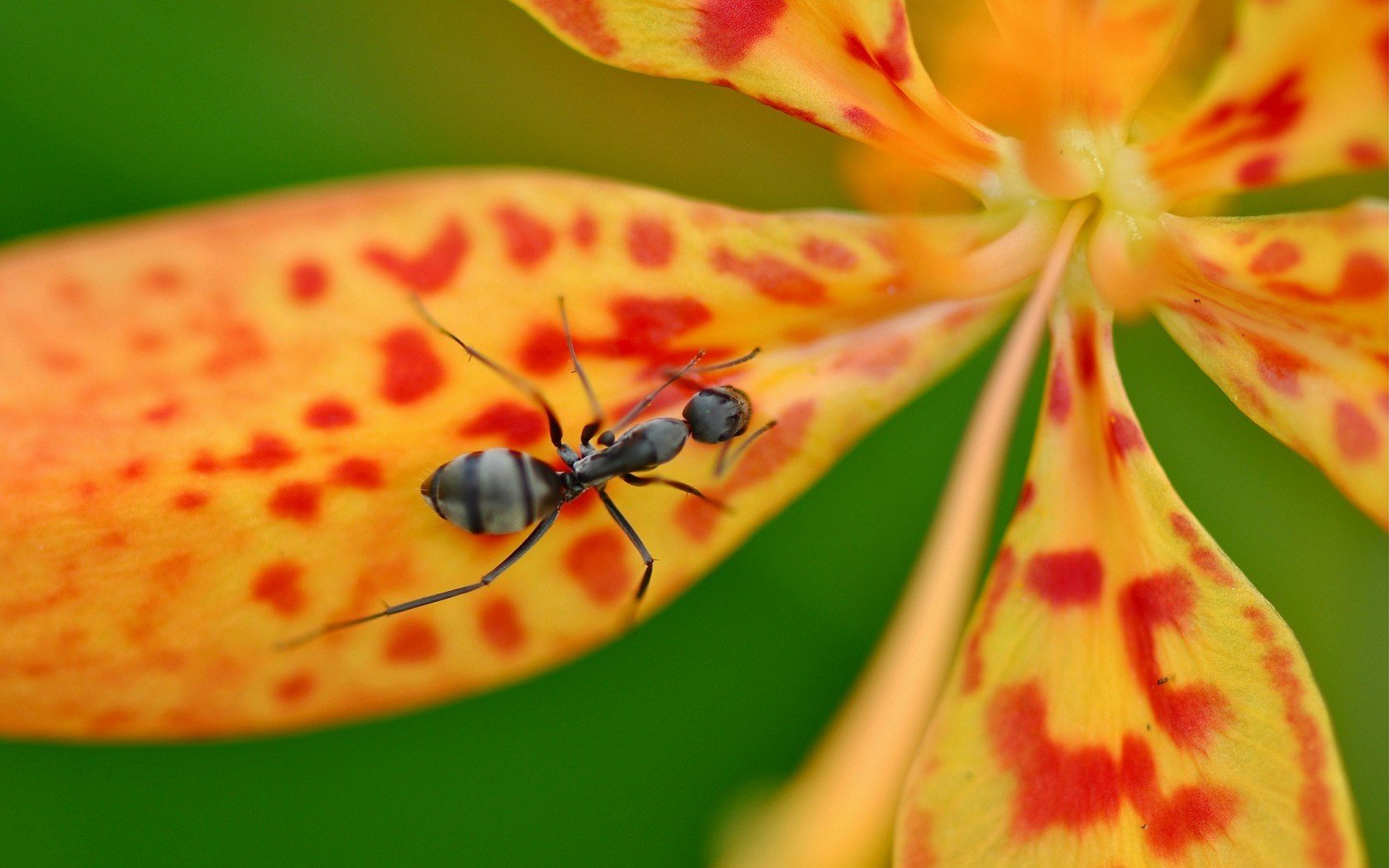 animals, Ant Wallpaper