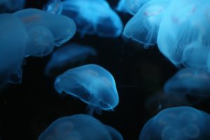blue, Ocean, Jellyfish, Underwater