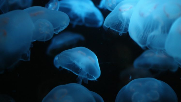 blue, Ocean, Jellyfish, Underwater HD Wallpaper Desktop Background