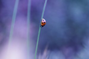 ladybug, On, A, Blade, Of, Grass